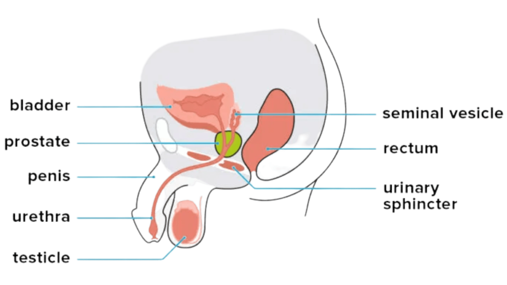 an enlarged prostate