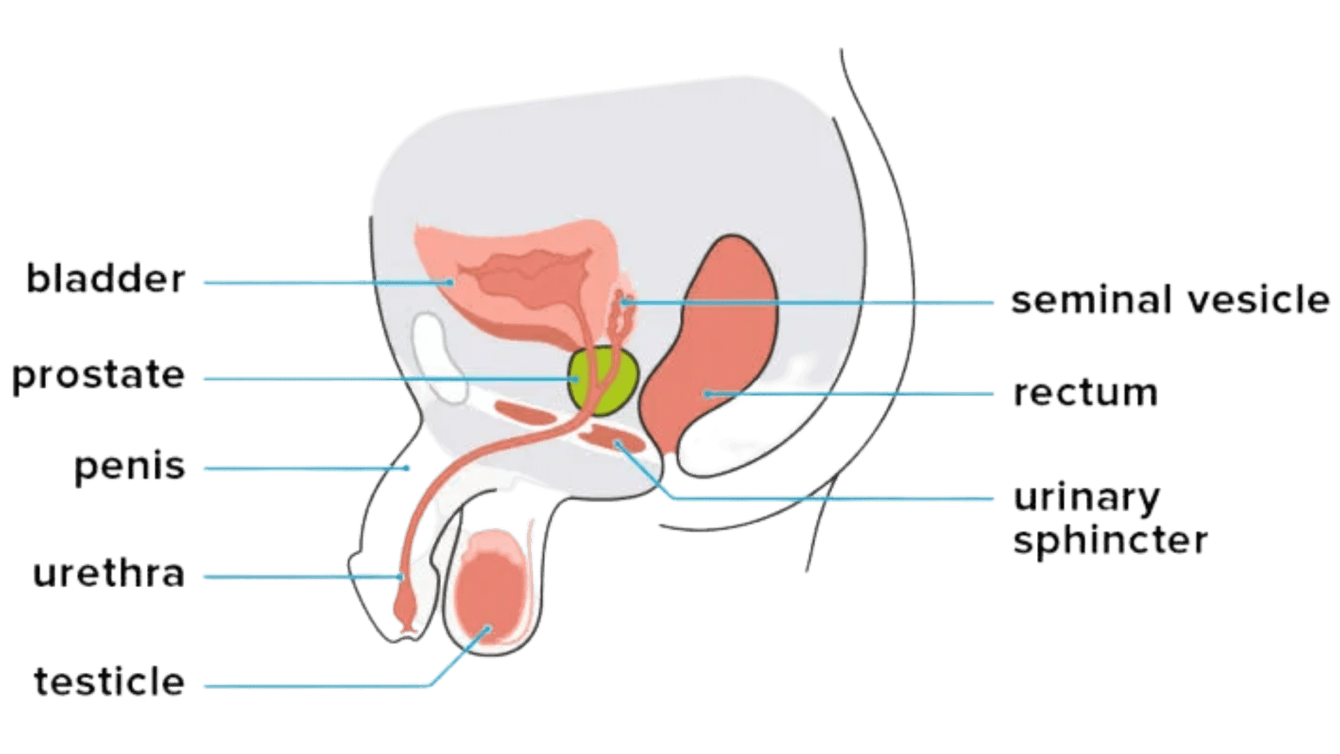 what-is-an-enlarged-prostate-bph-wellagainremedy